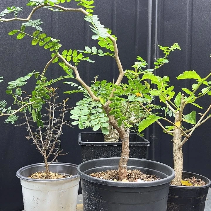 滔天橄榄一物一拍