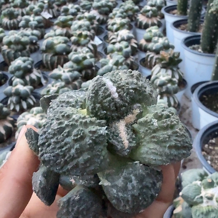 无花朵453大尤哥怒牡丹群