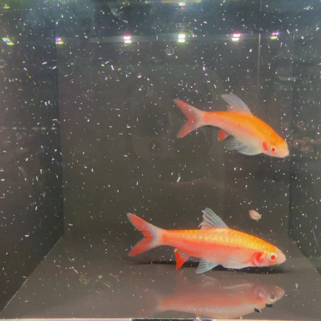 工具鱼白子红尾鲫鱼