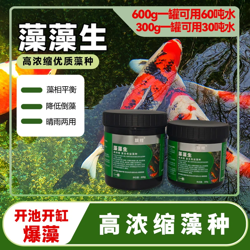 旗鲤藻藻生高浓缩藻种培养鱼缸鱼池调节水质有益藻净化