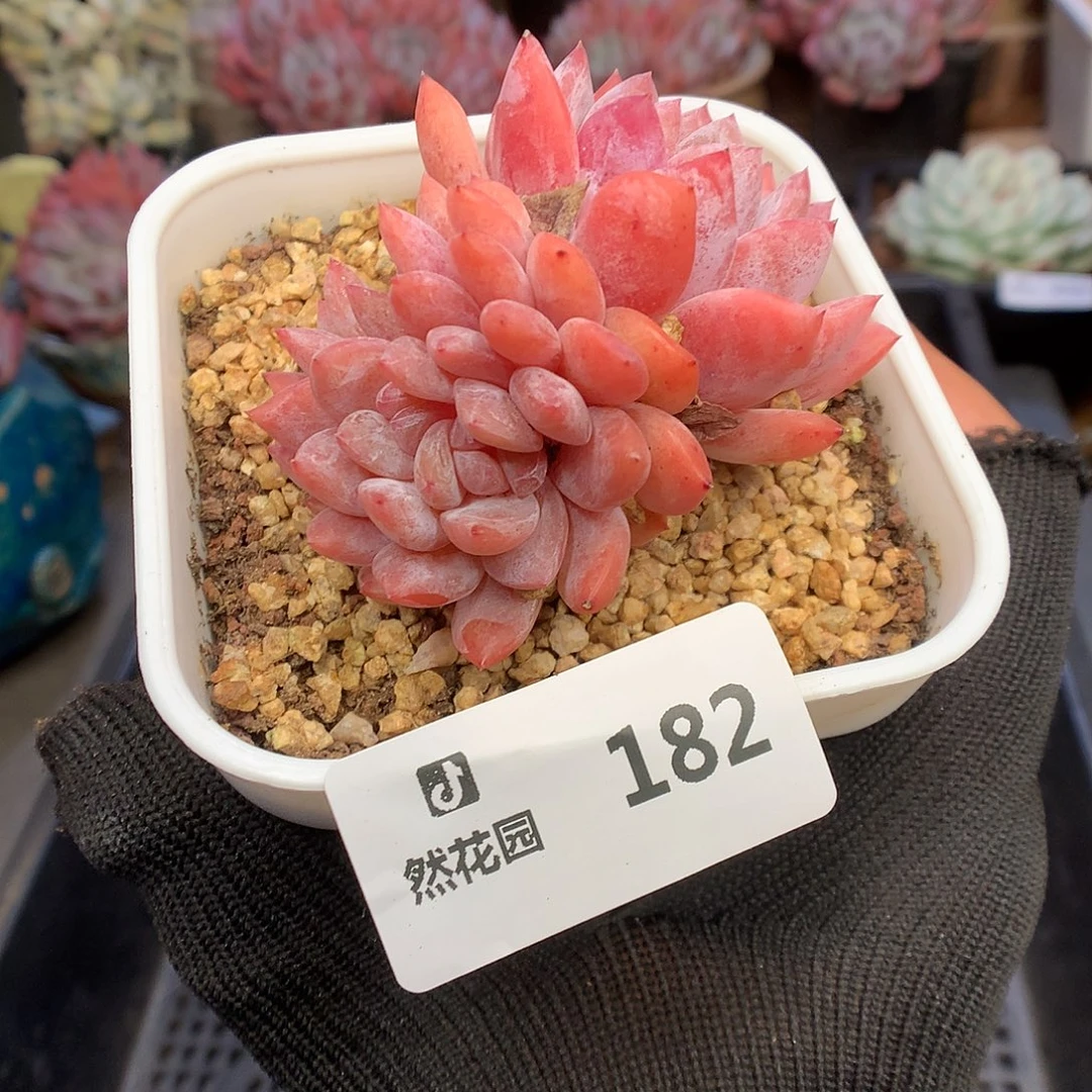 182雪天使多肉植物66666