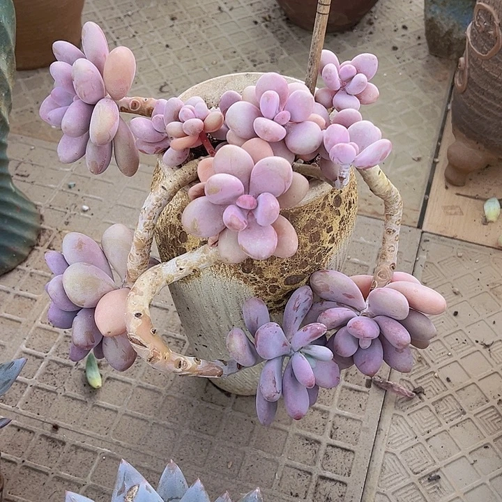 桃蛋12182多肉植物