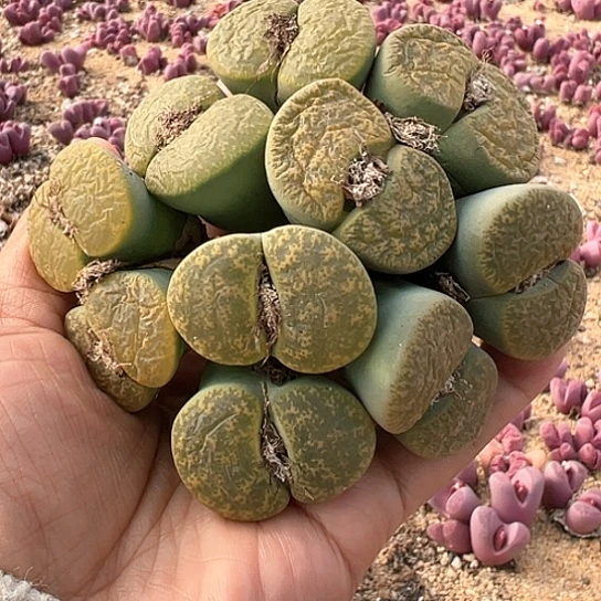 2285.绿紫勋福利