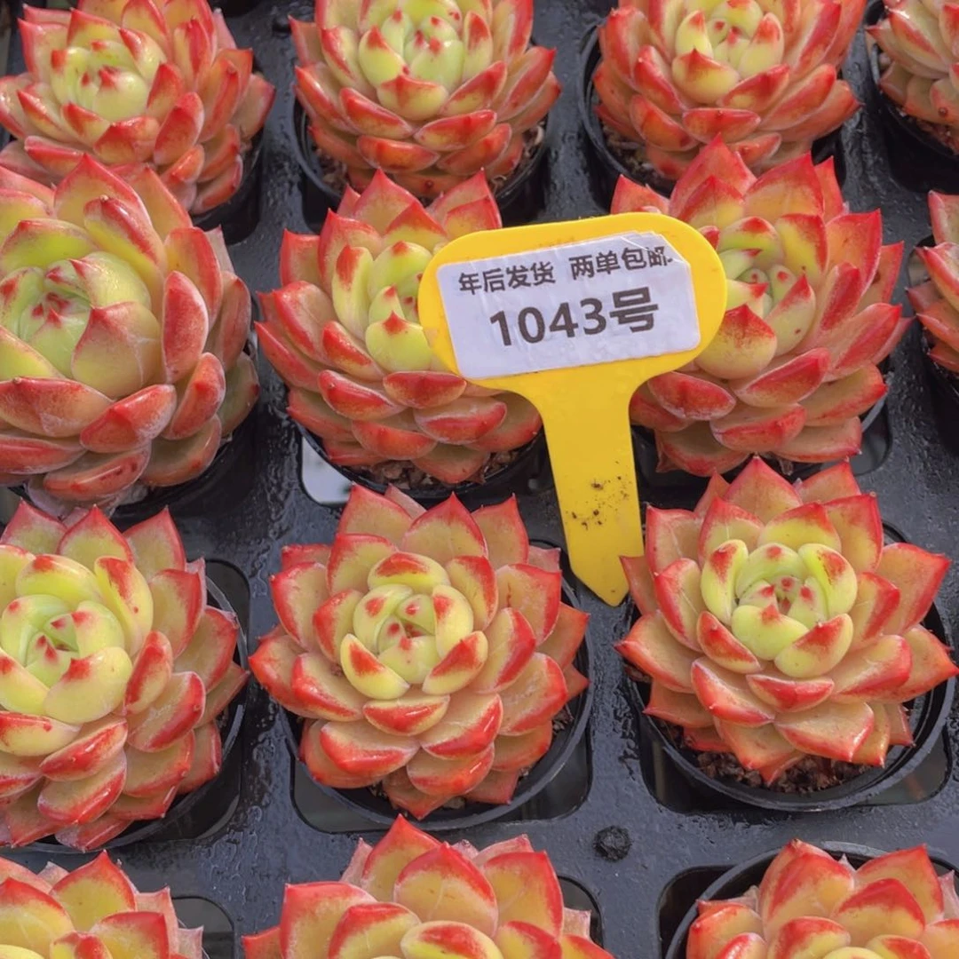 1043号开播福利冰透珍妮夜魔侠单头两个