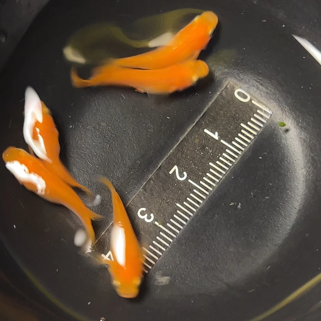 海水红帝一组75号