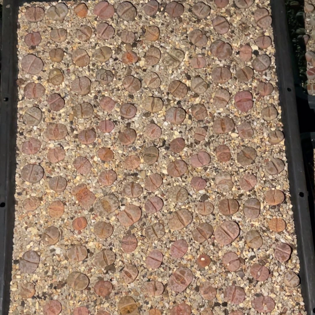 *****1526福利筐1不售后