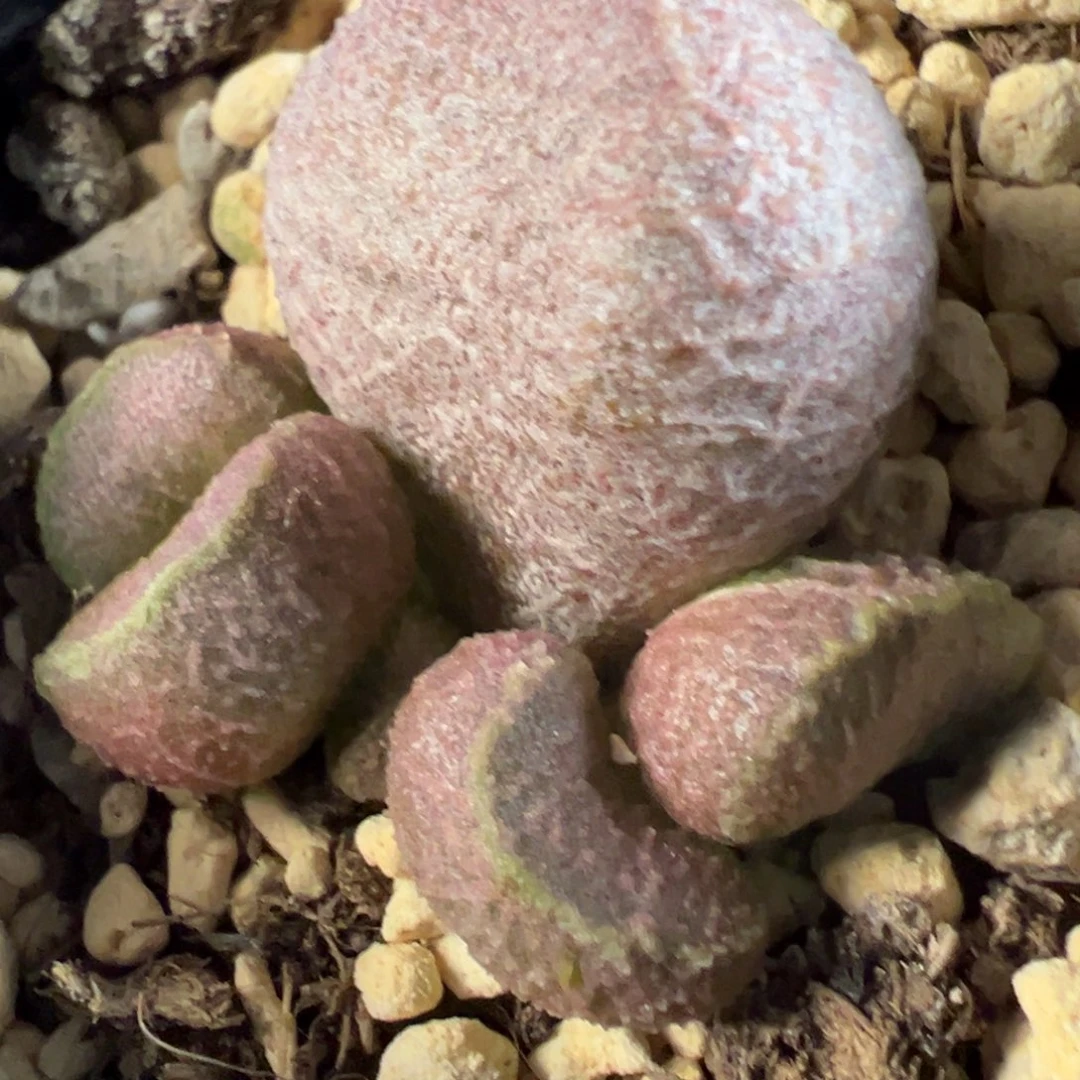 实生新品多肉植物水泡