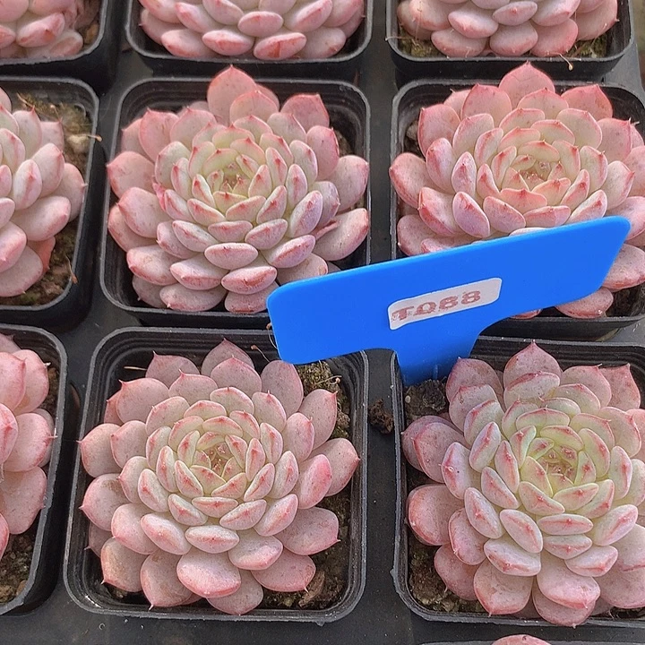 t088白胖子单头脱土