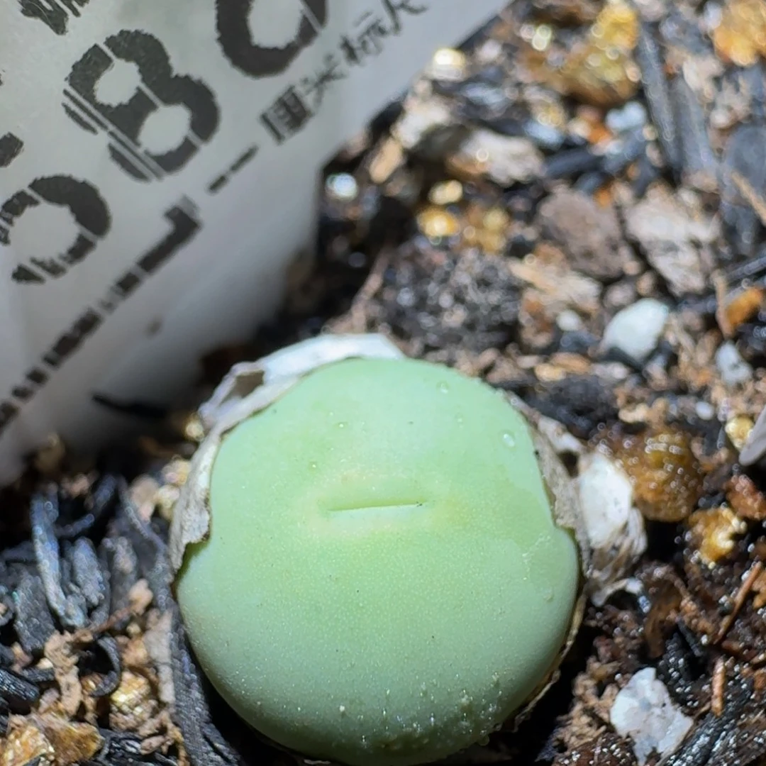 Ssss精品生石花586