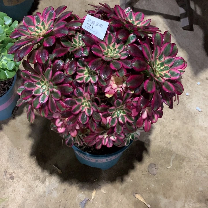 723冰淇淋多肉植物特价