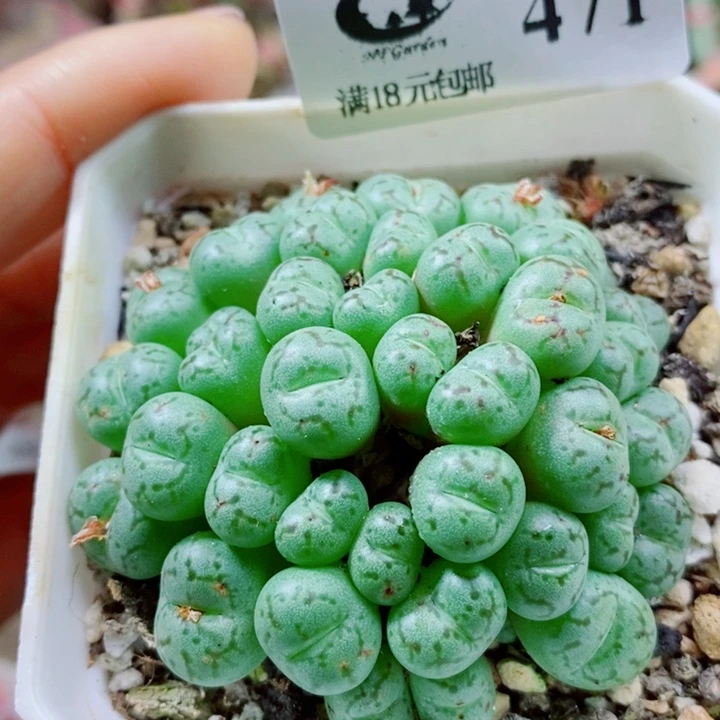 生石花花花哈哈哈哈哈哈471