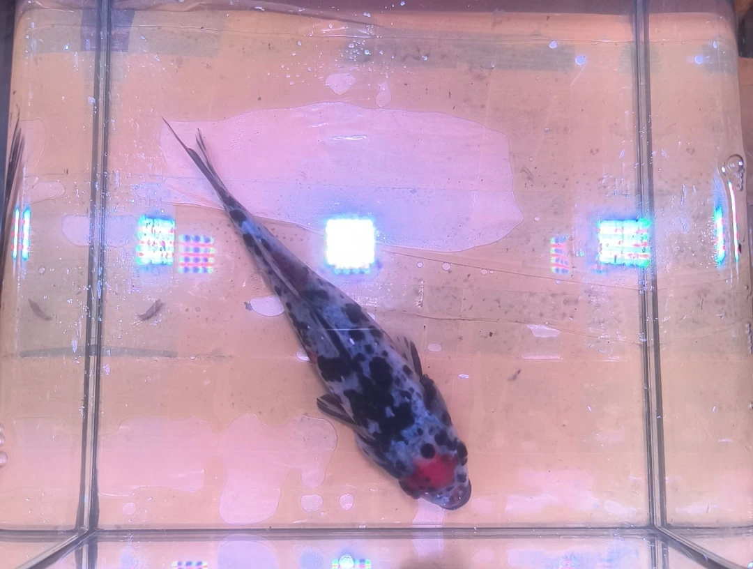 海水鱼品相自鉴全场包邮
