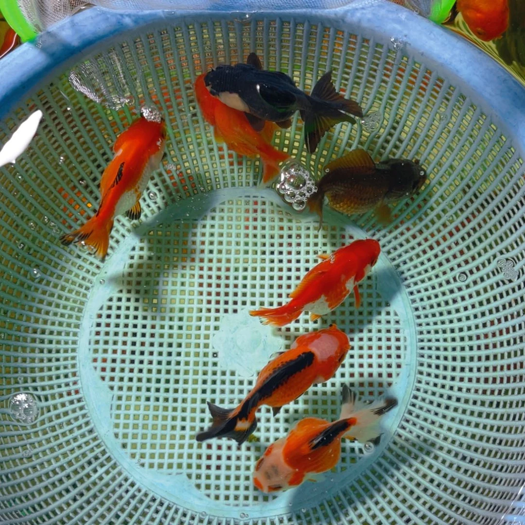海水鱼花泰狮金鱼21号