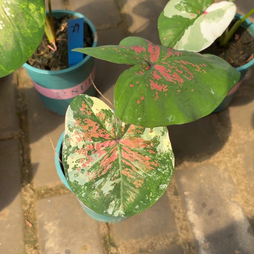 至***你泰国彩叶芋63-0918