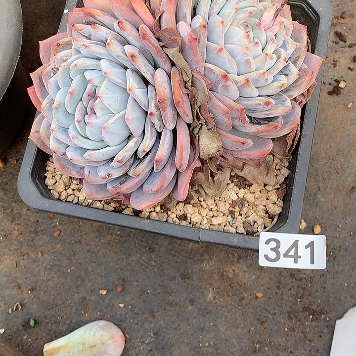 341橙子 一物一拍多肉