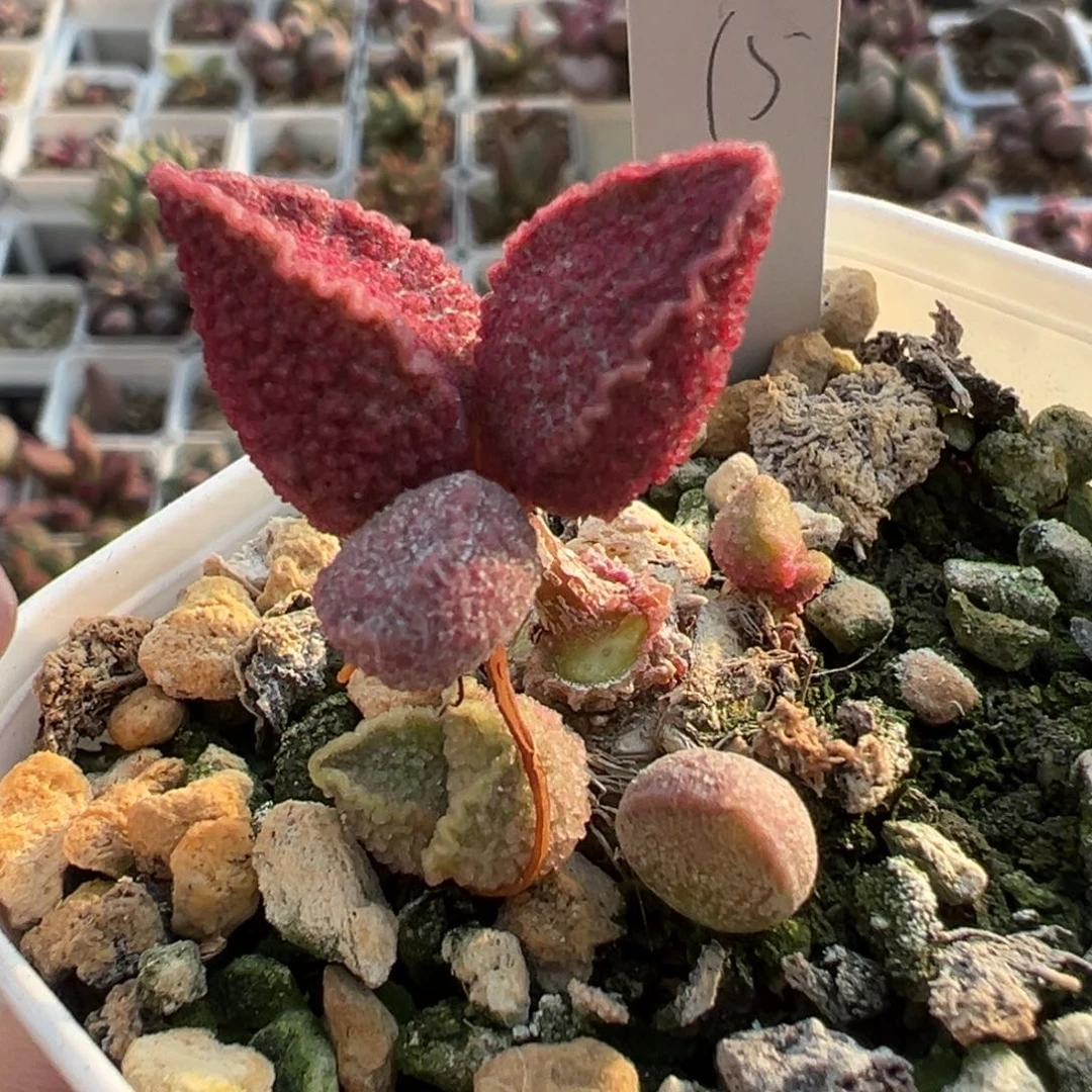 实生杂桩多肉植物水泡