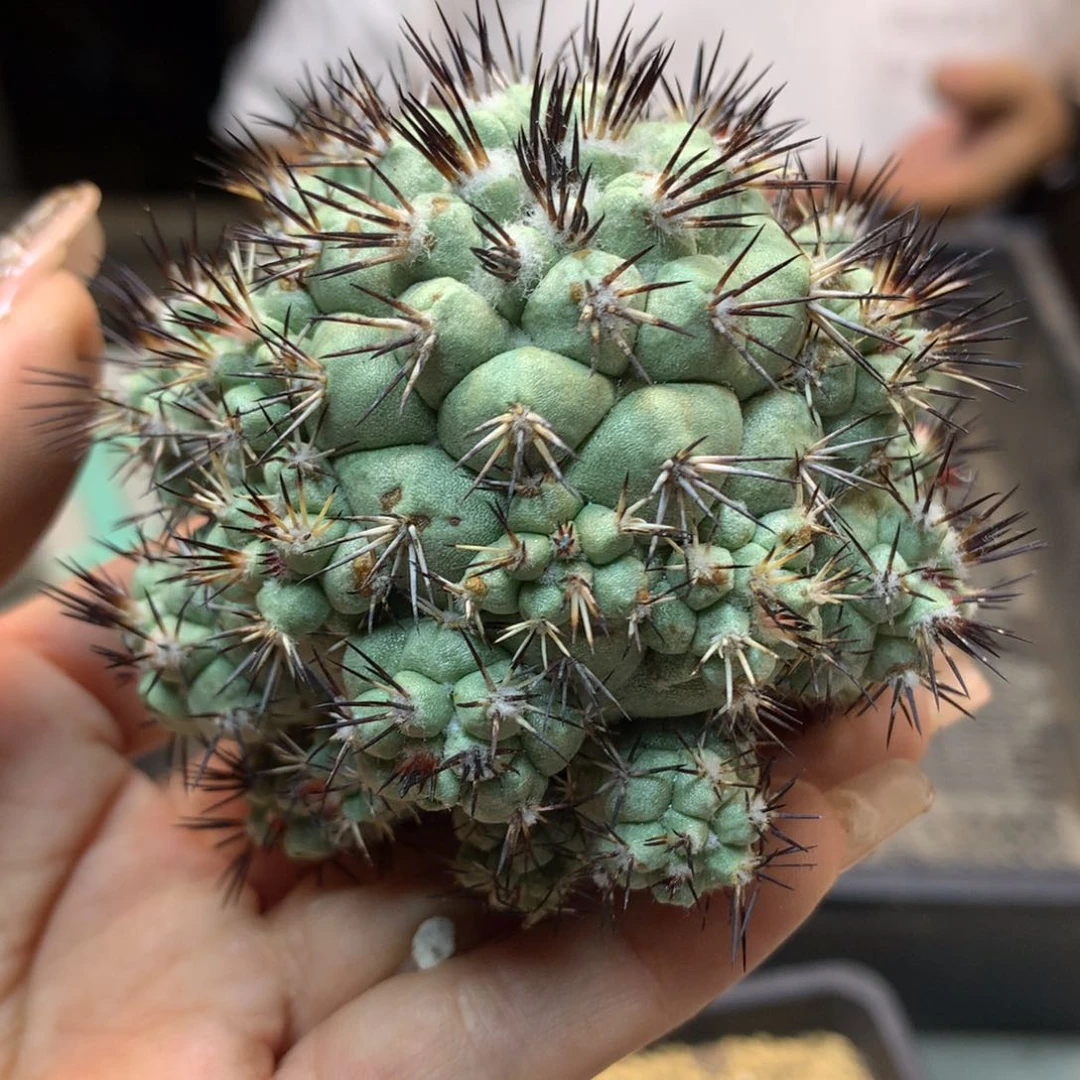 一代  帝王丸 群生 7公分起发(无根)