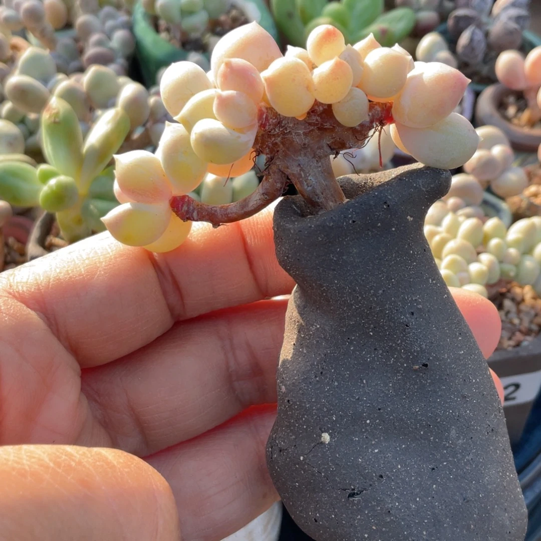 奶杂缀带一个手绘盆