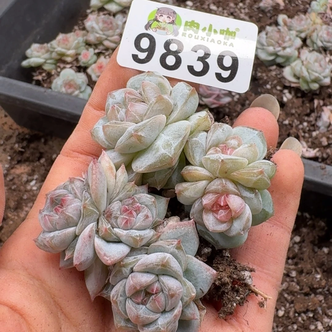 多肉植物多肉植物