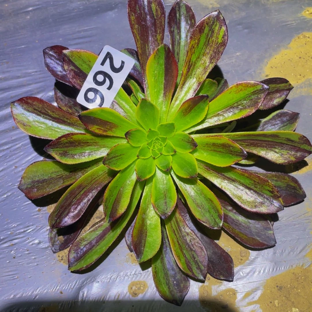 莫兰迪多肉植物多肉266
