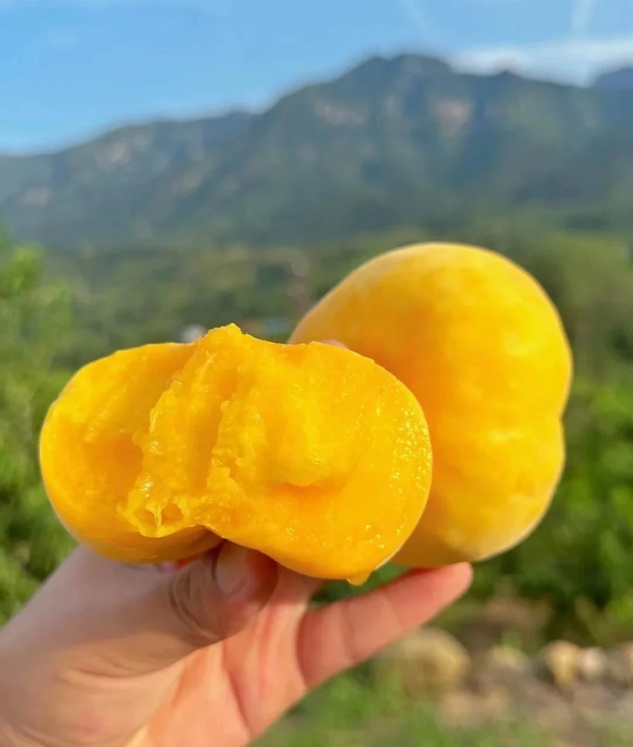蒙阴黄金毛蟠桃大桃新鲜脆甜黄肉扁桃蜜桃子应当季现摘水蜜桃包邮