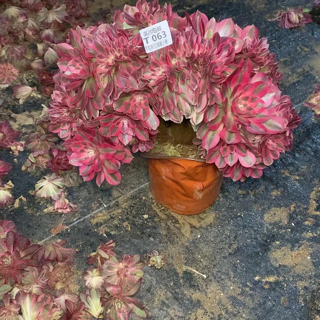 063女郎缀化多肉冠幅50木质板子