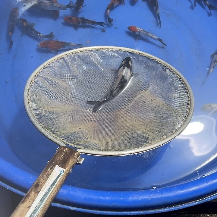 B****锦鲤锦鲤包邮一尾