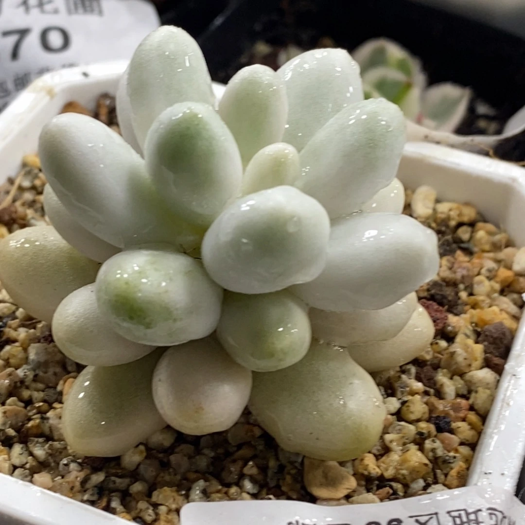 576汤圆锦单头带根