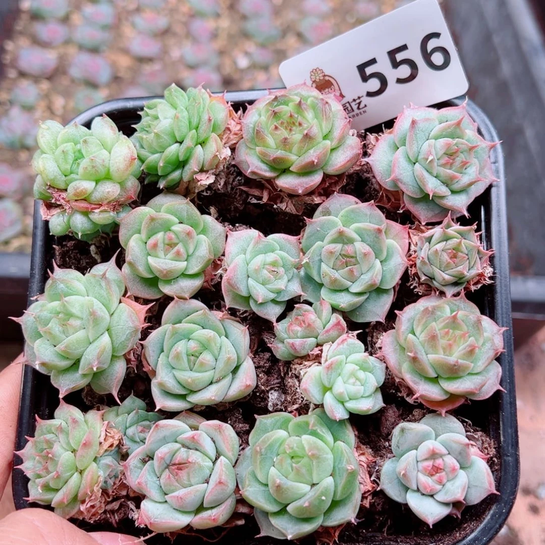 多肉植物多肉植物