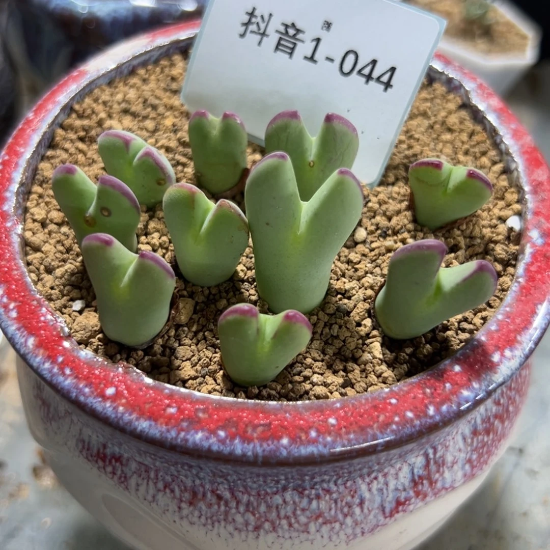 1-44量拍白花大枪一颗