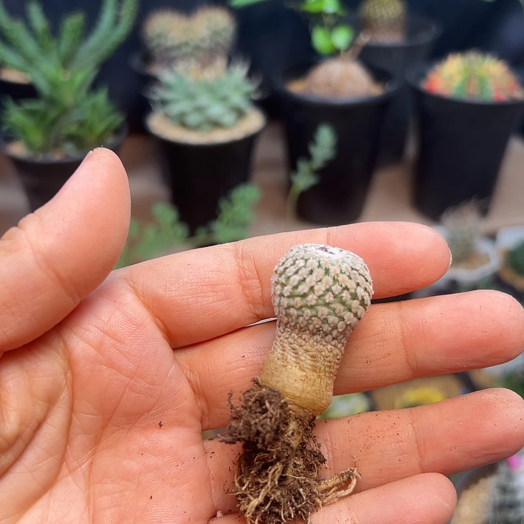 精巧殿×蔷薇丸实生