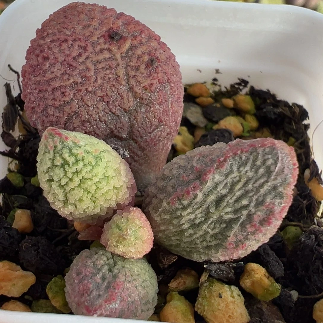 粉色细腻纹实生新品大苗