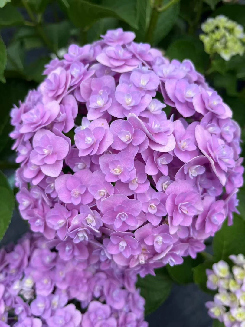 春风1-【花宝】大花绣球 花苞多 新老枝条开花品种