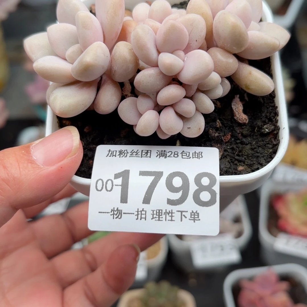 艾伦多肉多肉多肉多