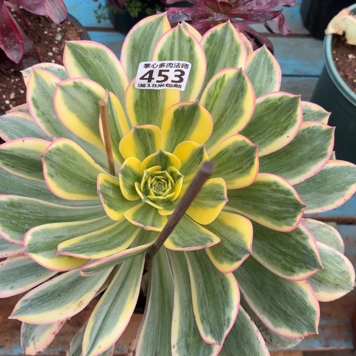 453灿烂掌心多肉法师锦不包侧枝断枝的