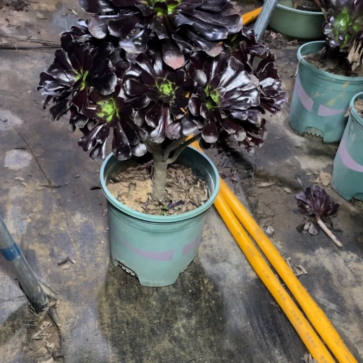 99墨法师多肉植物多肉多肉