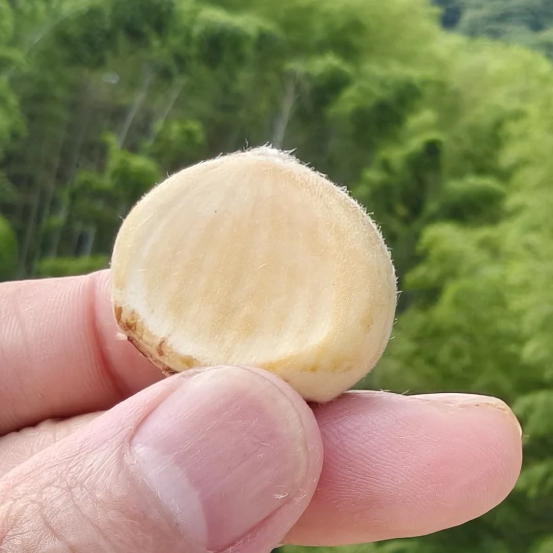大别山新鲜白皮嫩板栗现摘先发香脆清甜可口即食