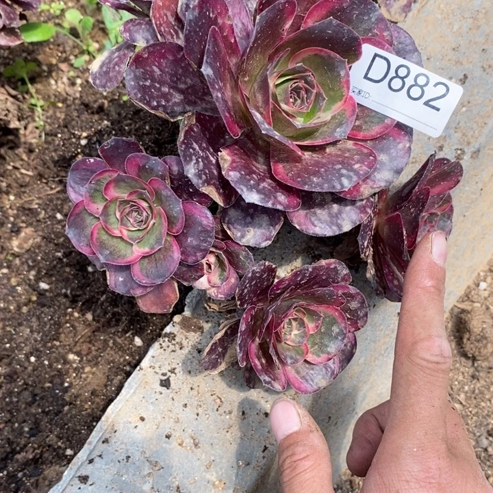 882魅金玫瑰锦多肉植物