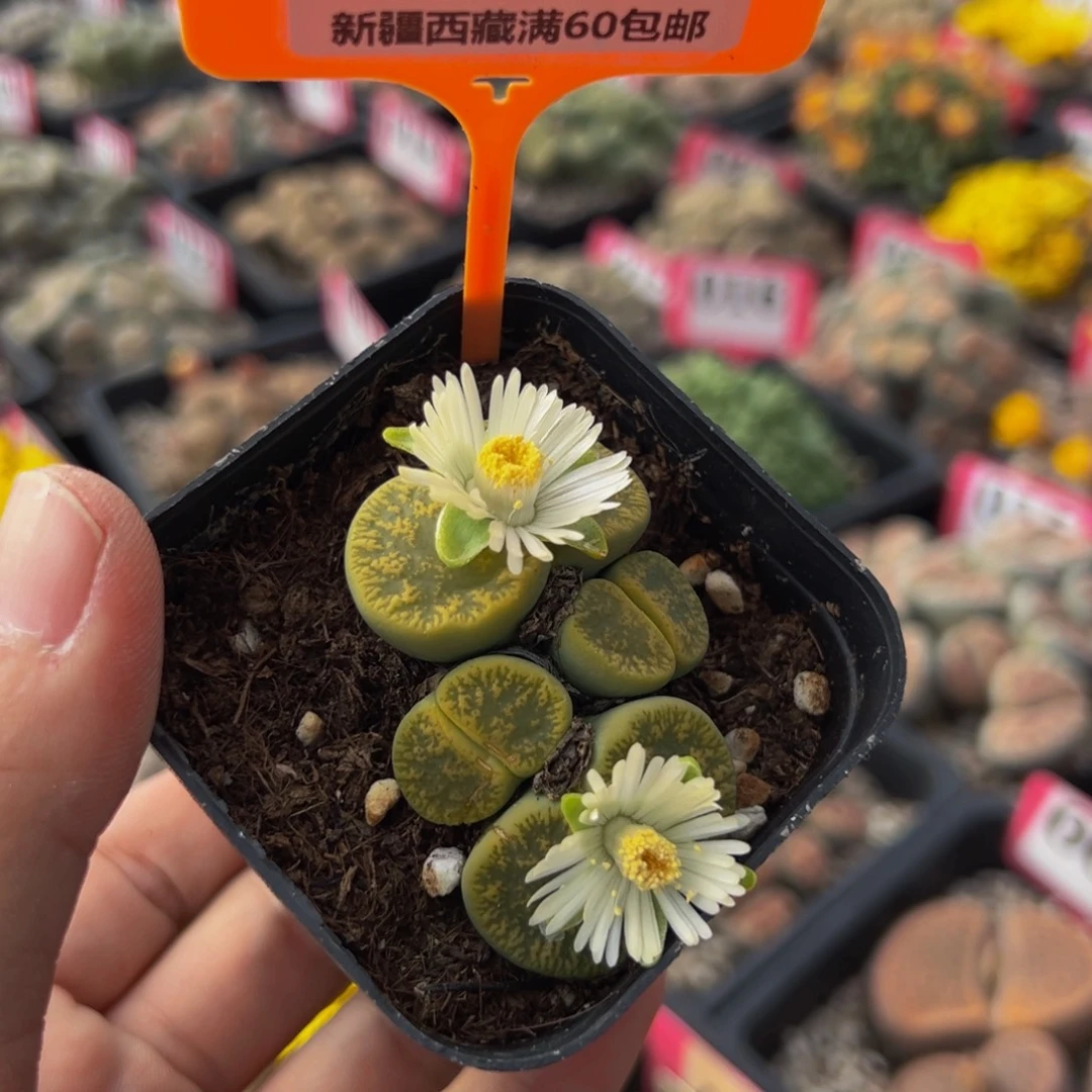 181 一物一拍，默认有伤，介意勿拍，不退不换