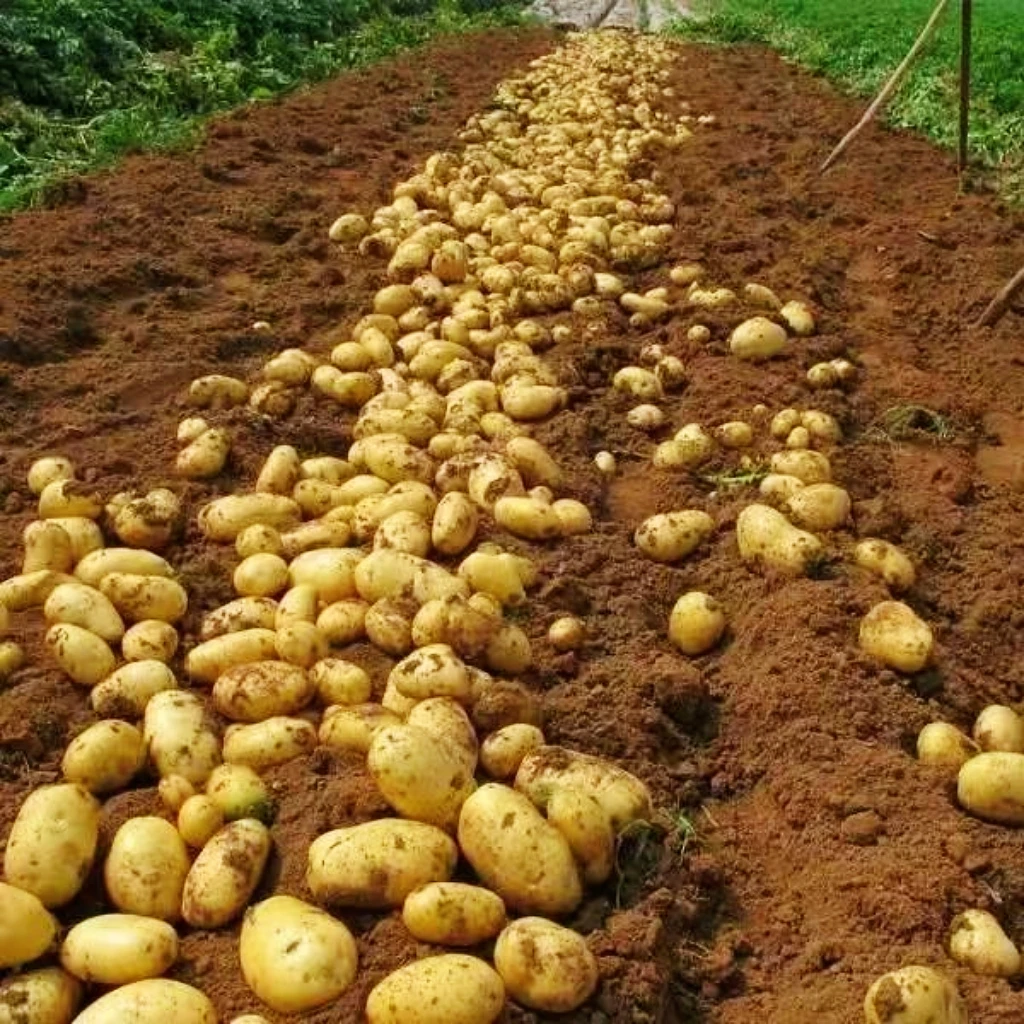 [云南当季现挖现发]黄皮土豆新鲜洋芋当季地瓜高原25年现挖马铃薯
