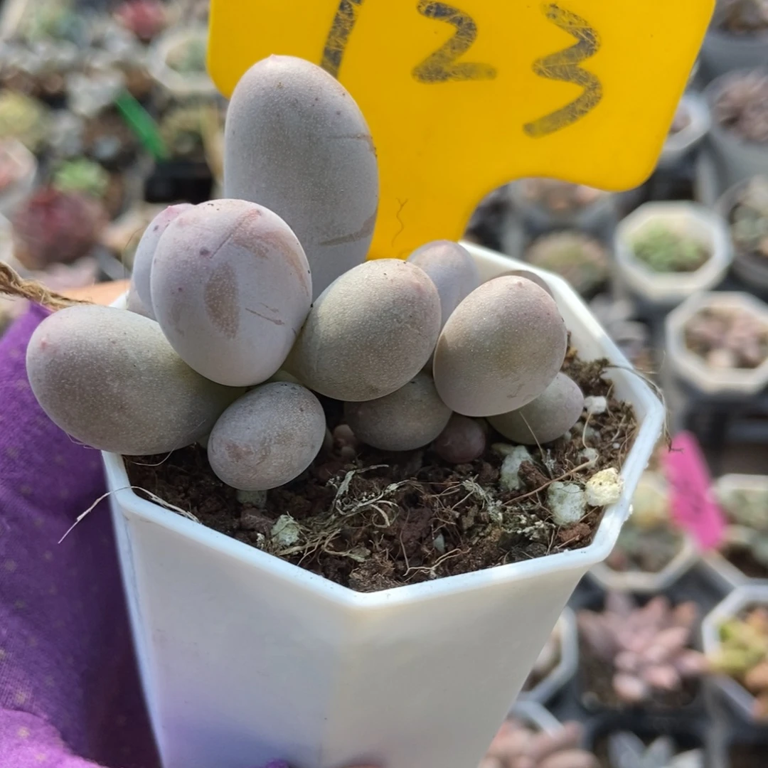 723米可奶多肉植物多肉