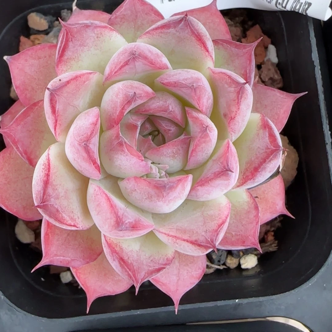 花语逸镜0126-178