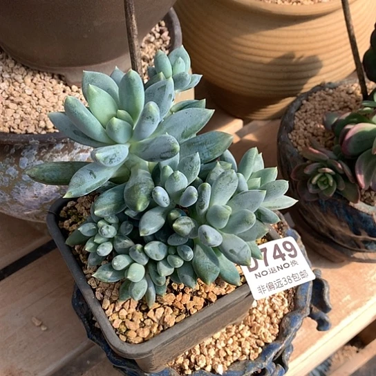 胖体哥特749 亏本处理退款拉黑7-8天发货