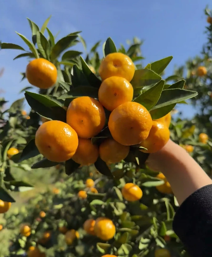 9斤四川老树迷局新鲜无籽蜜桔当季现摘水果礼盒