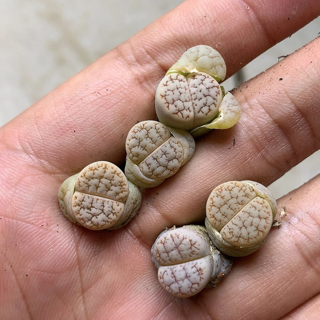 D234多肉植物保护