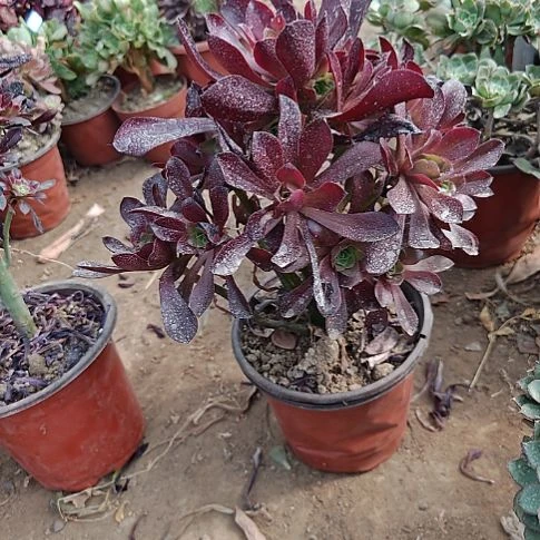 陈***金忆江南加急发货23