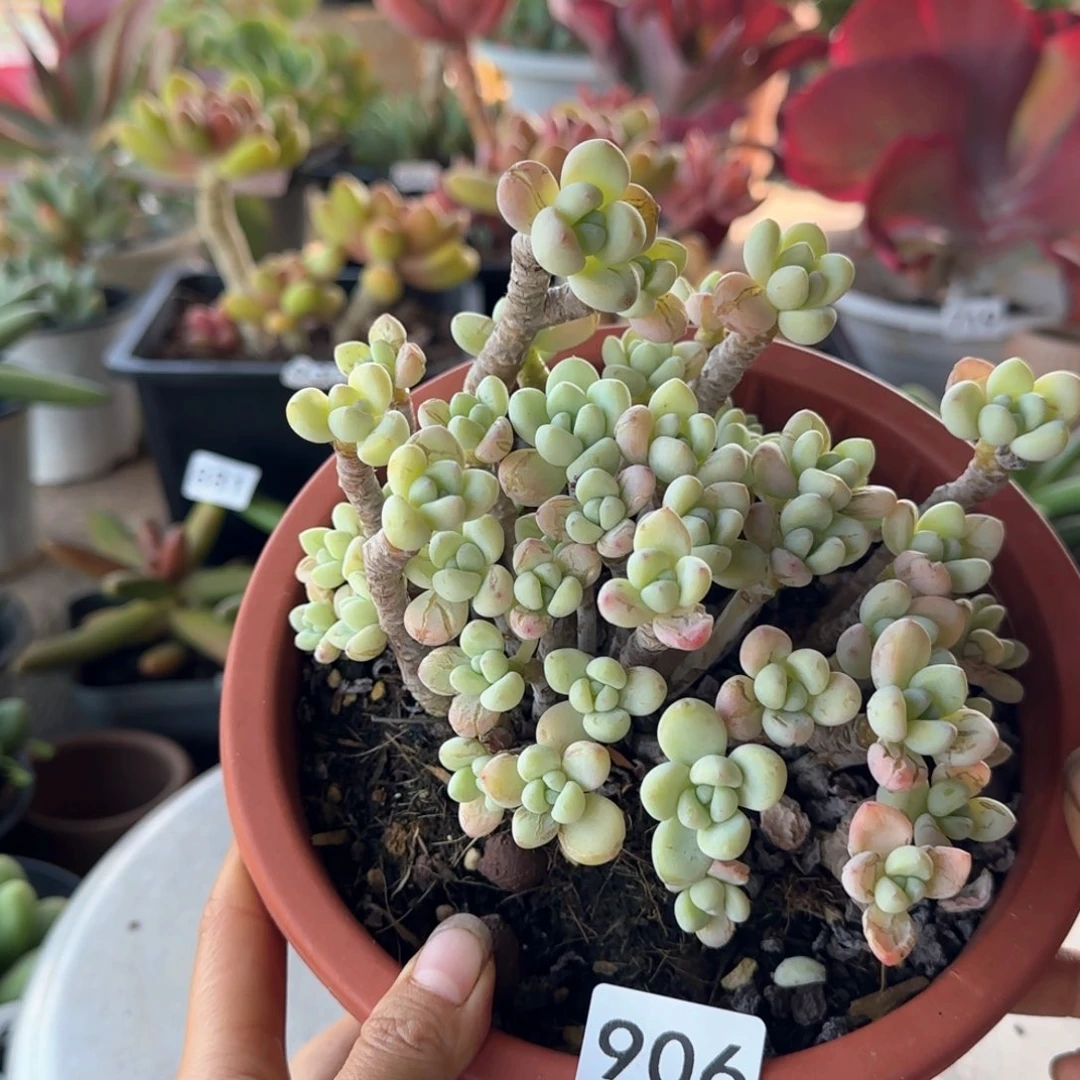 906号 一物一拍 一物一拍