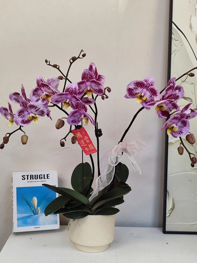 蝴蝶兰 【大豹斑】真花 秋冬耐寒花卉 四季开花 多样性发货