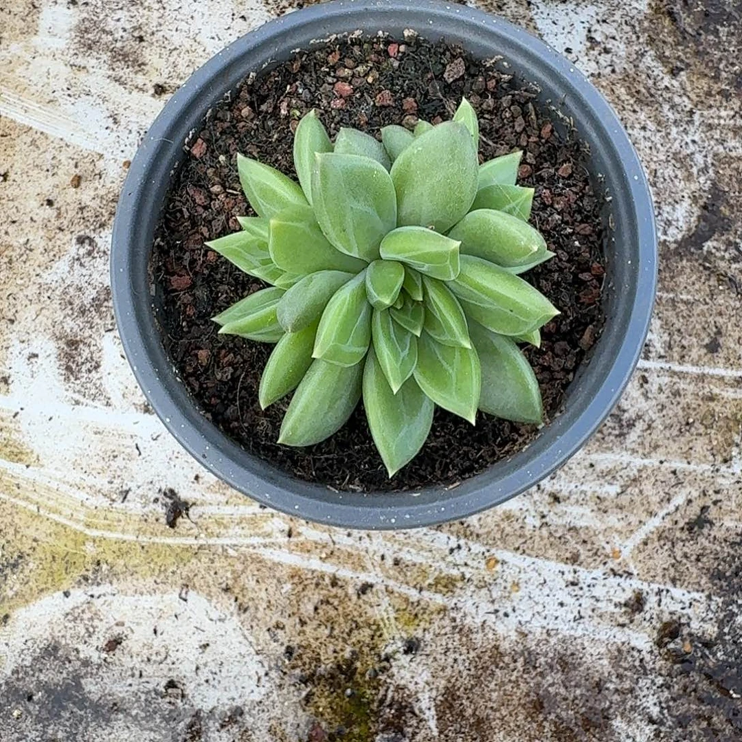 牵手 3头 一物一拍