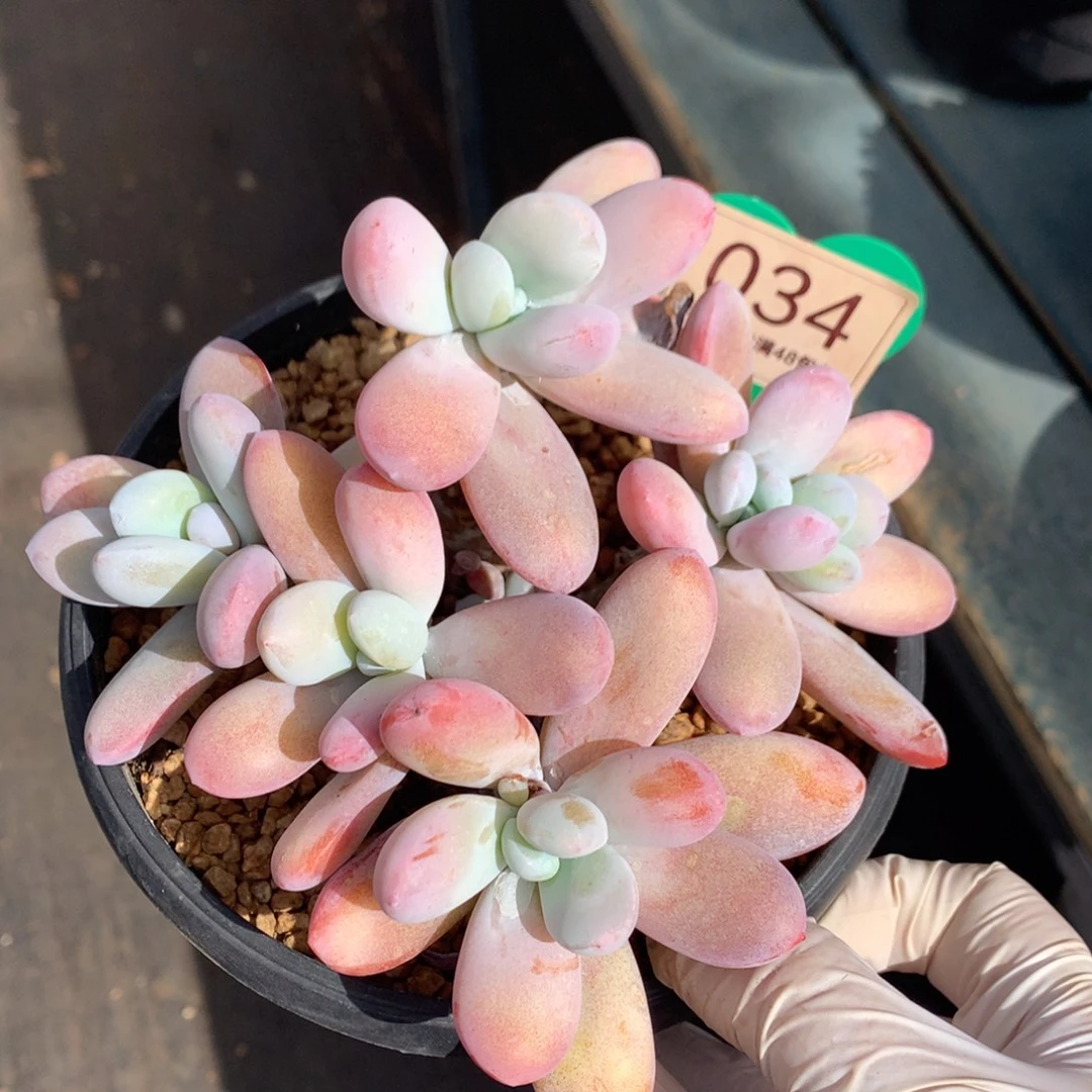 雪美人无砍微瑕疵034